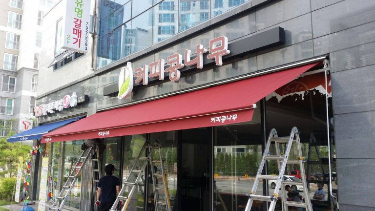 성남 여수 커피콩나무